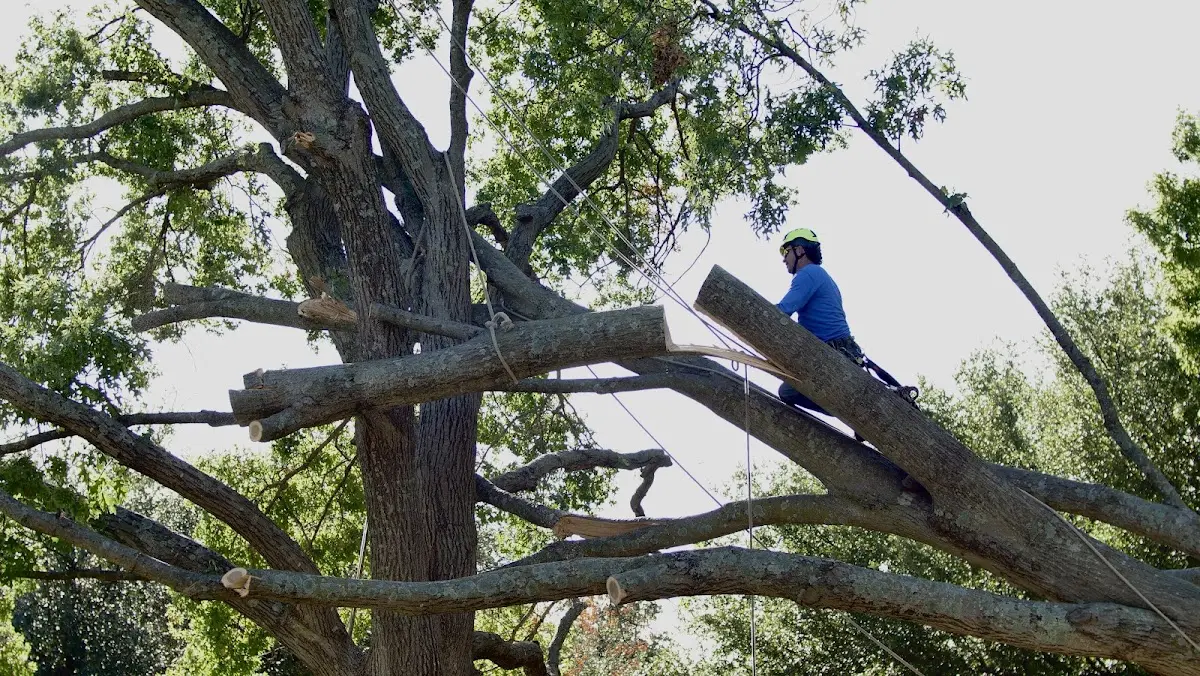 Professional Crown Thinning performed by certified arborists in Acushnet